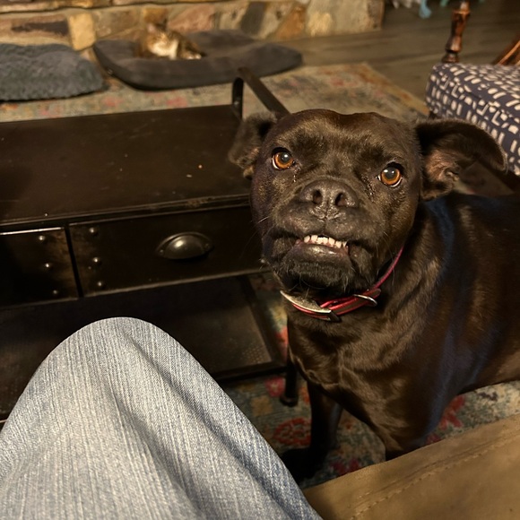 Meet your Posher, Cat - Picture 3 of 11